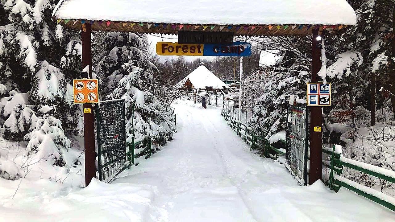 Дерев'яні ворота Forest Camp серед засніжених смерек